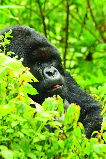 Silverback