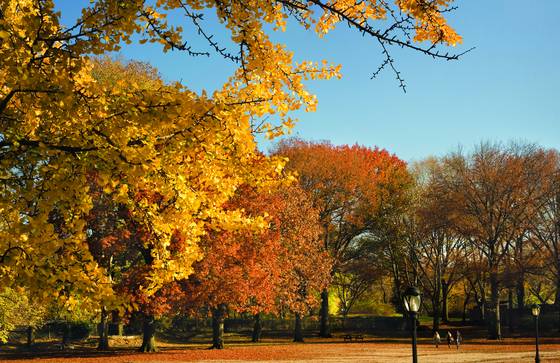 1a_a_walk_in_the_park_-_early_fall