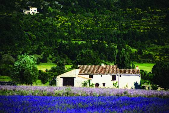 Farmhouse_and_lavendar
