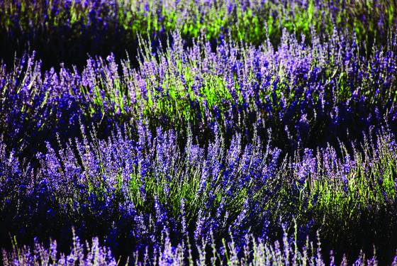 Lavendar_field