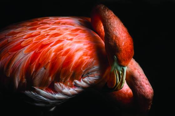 Restful_pose