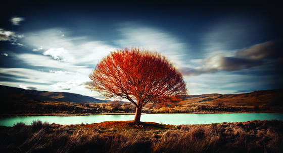Flaming_tree