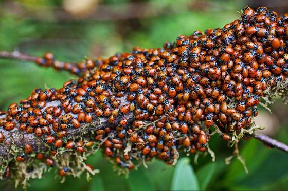 Ladybugs