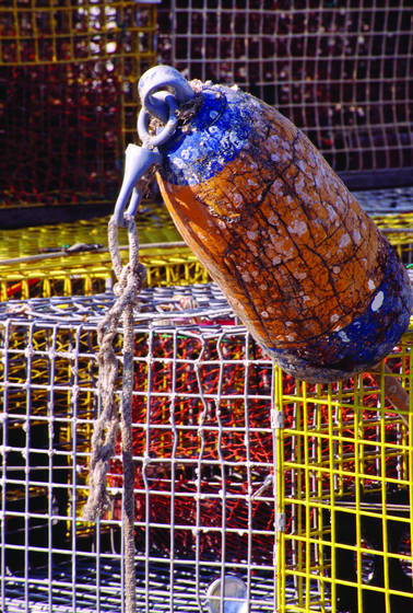 Buoy_and_traps