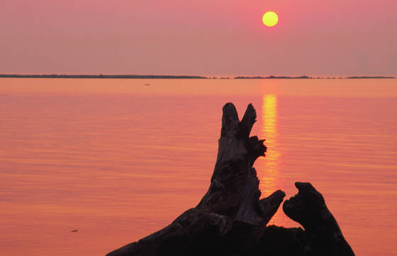 Dogs_at_sunrise