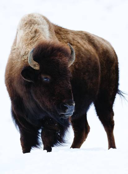 Bison