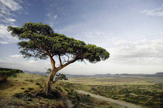 Umbrella_thorn