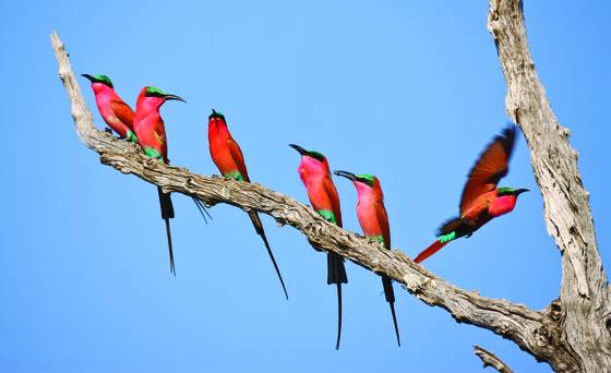 Carminebee-eaters-firstarrival