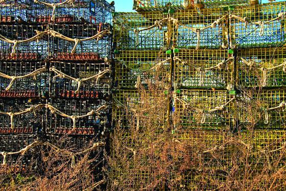 Lobster_traps