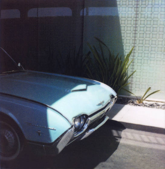 Bird_nose_santa_monica