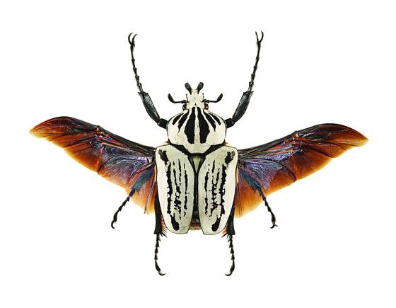 Goliathus_rientalis_pressi