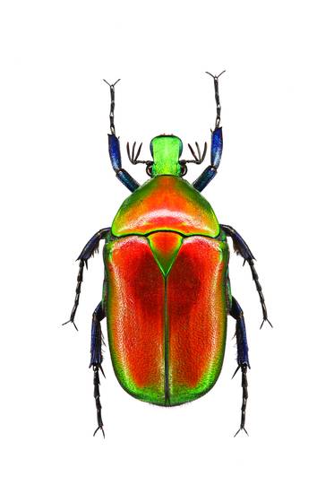 Rhomborrhina_flamea