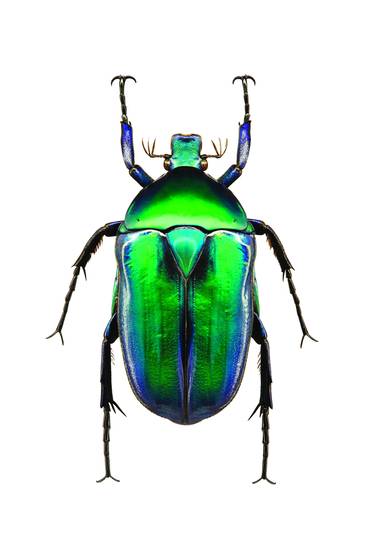 Rhomborrhina_resplendens_a