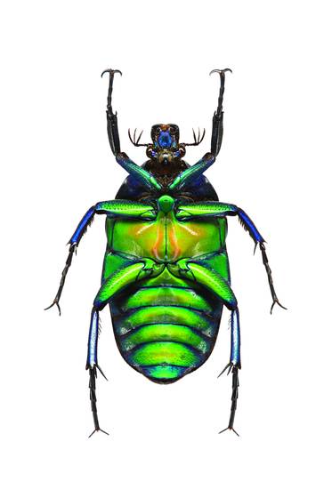 Rhomborrhina_resplendens_b