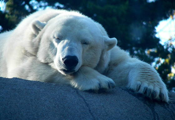 Afternoon_nap