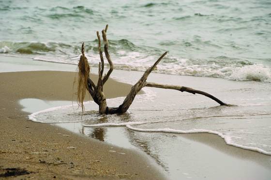 Lady_driftwood