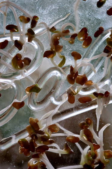 Ball_jar___sprouts