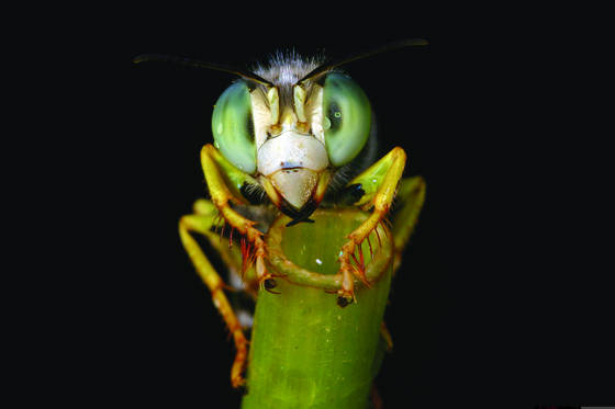 Carpenter_bee