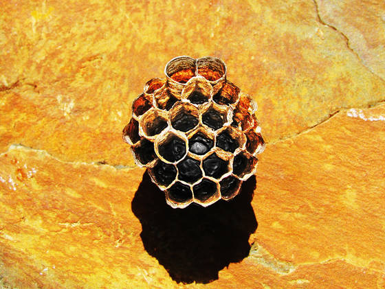 Wasp_nest
