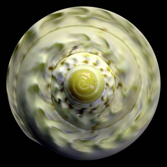 Shell__1
