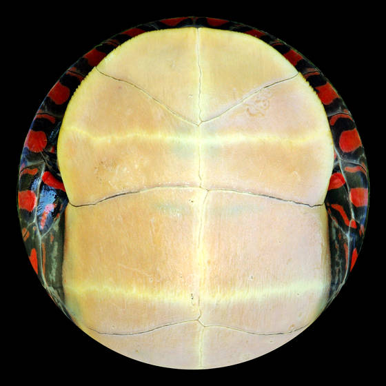 Turtle__1