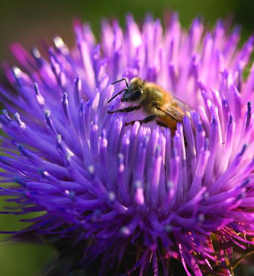 Bee_in_thistle