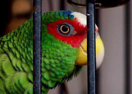 Behind_bars