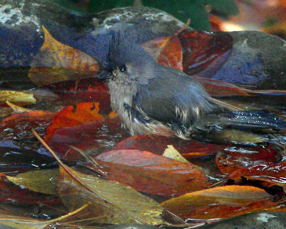Blue_bird_bath
