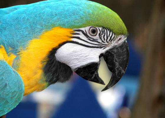 Blue_boy