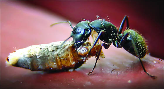 Ant