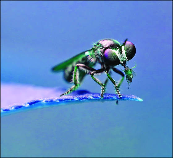 Aphid___bee