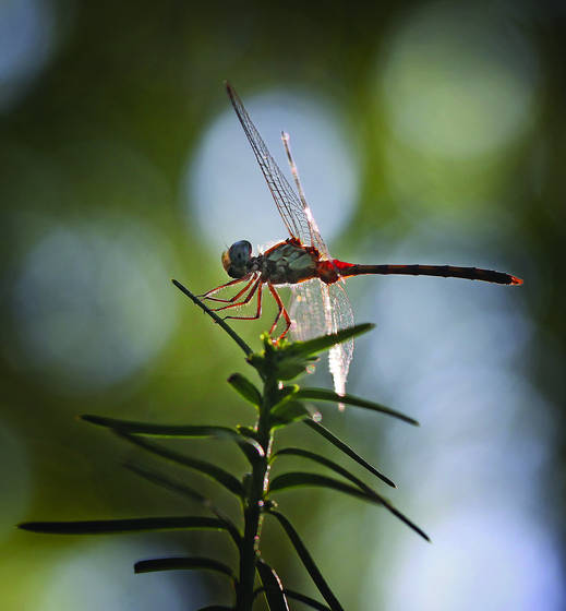 Balanced_dragonfly