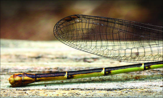 Dragonfly_tail