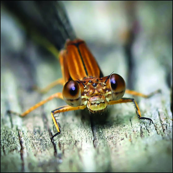 Dragonfly