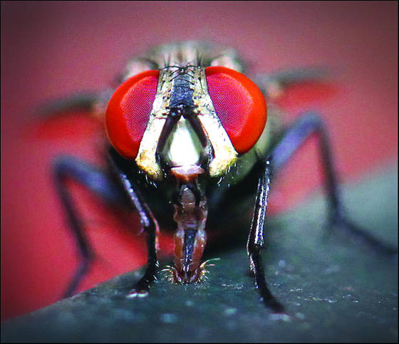 Fly_s_eyes