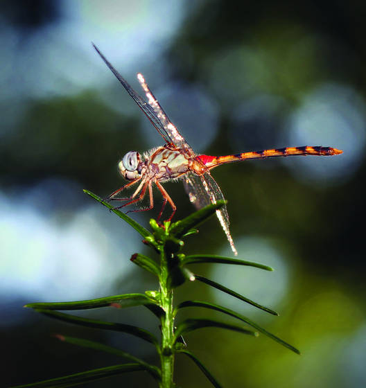 Poised_dragonfly