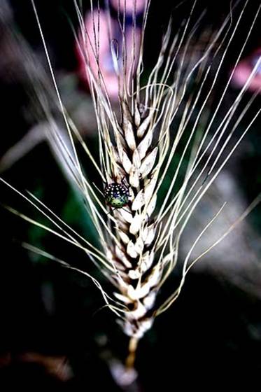 Wheat_bug