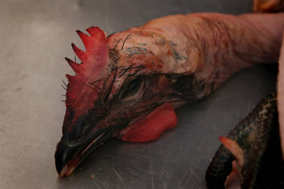 Chicken_head