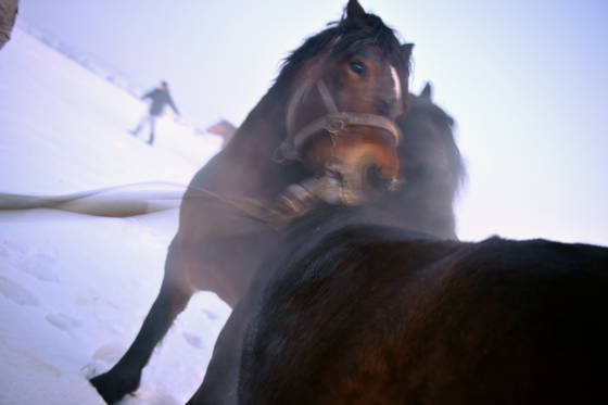 Horse_market__1