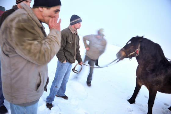 Horse_market__2
