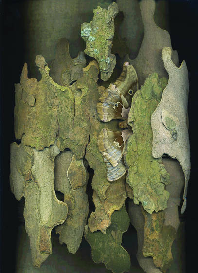 London_plane_tree_bark_and_moth