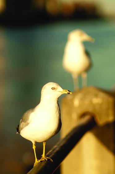 Seagulls