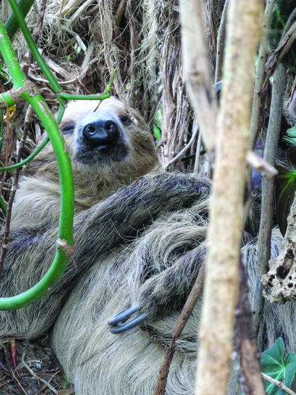 Sloth