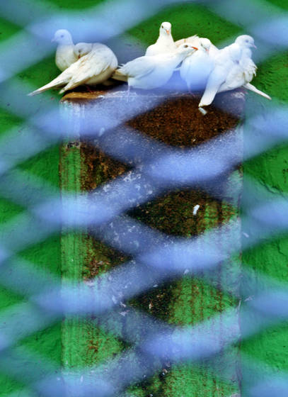 Dove_family