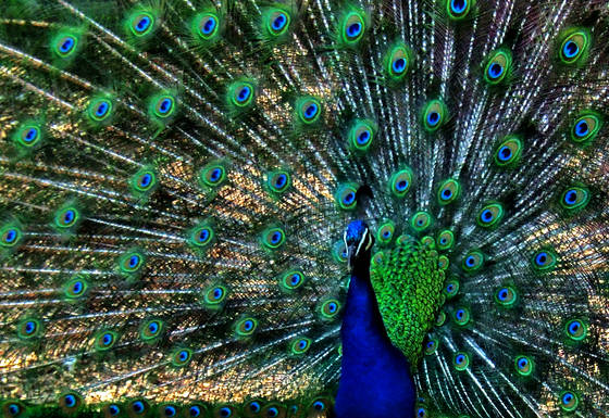 Peacock