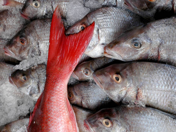 Red_fishtail