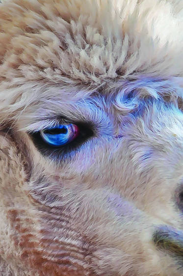 Blue_eye