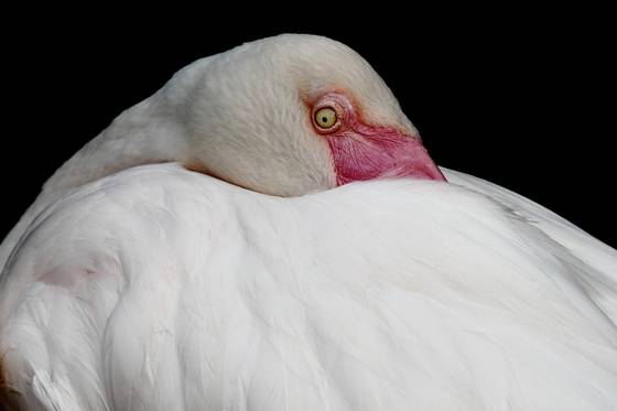 Crane