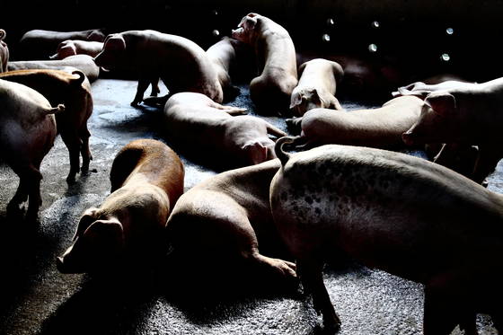 Pig_farm