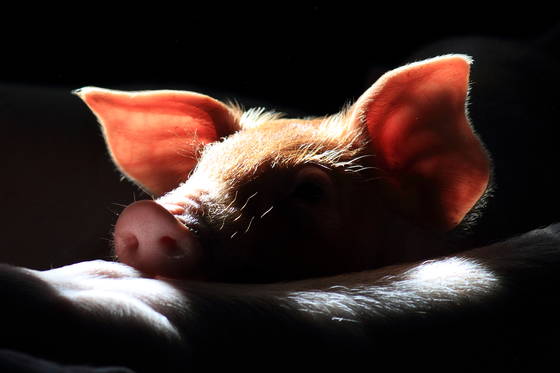 Piggy